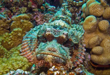 SCORPIONFISH / SCORPAENIDEA